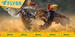 doi net ve daga ma thuong la gi 1